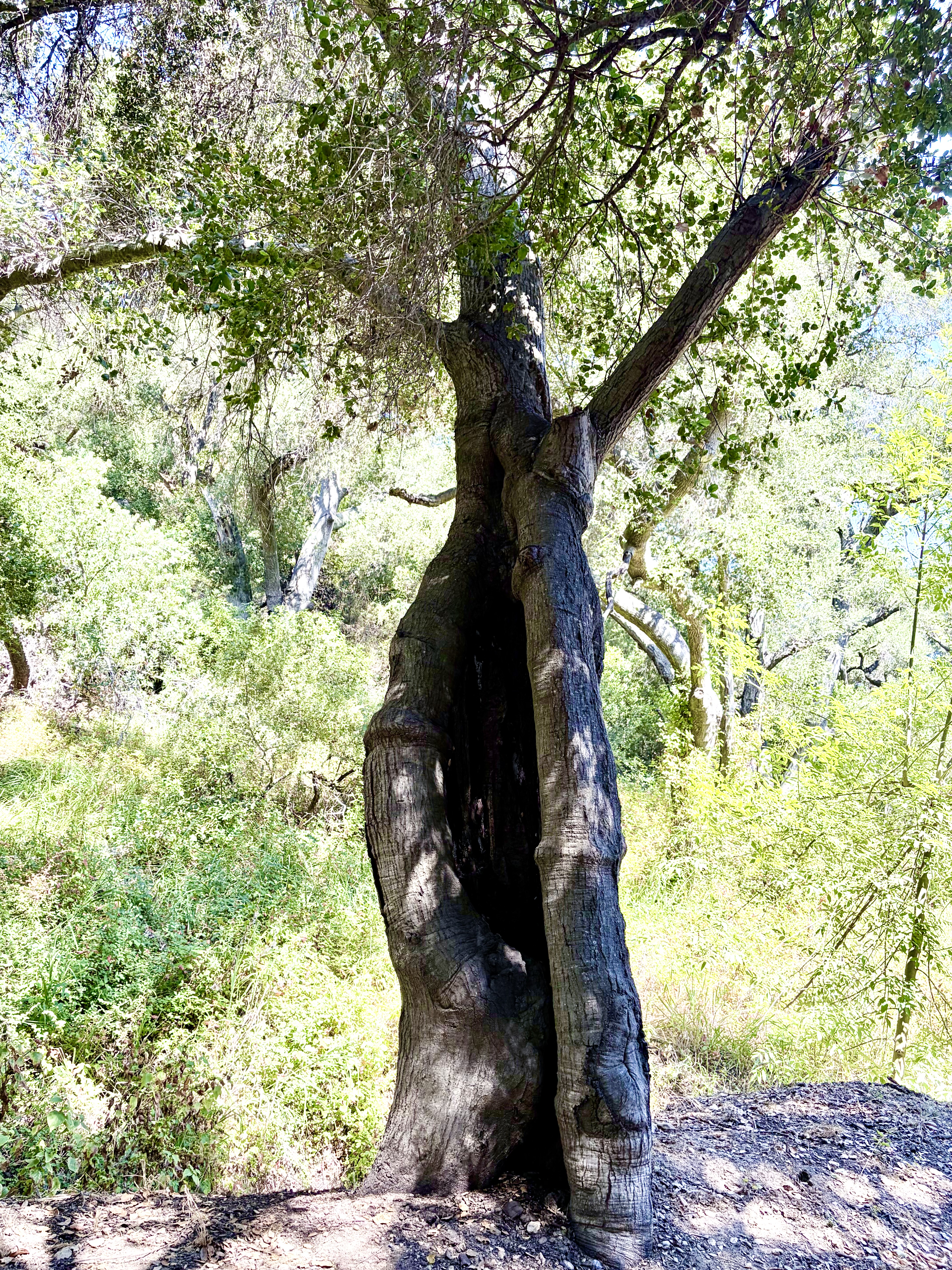 The holding tree